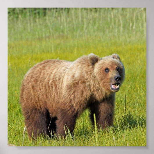 6x6 Poster papier (Matte) met grizzly beer (Voorkant)