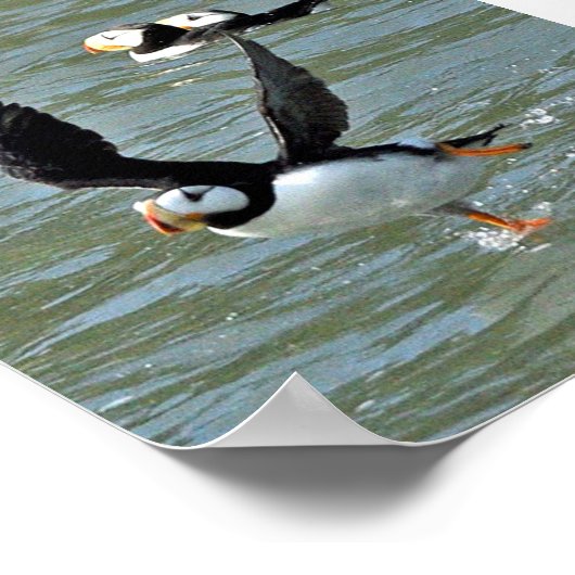 6x6 Poster papier (steen) van puffins (Hoek)