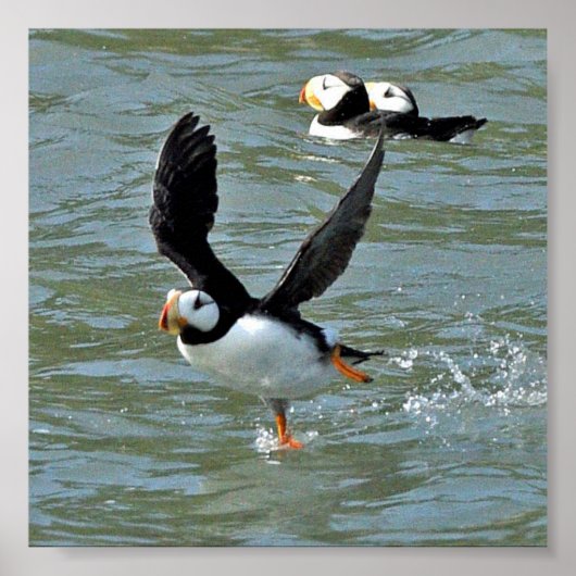 6x6 Poster papier (steen) van puffins (Voorkant)