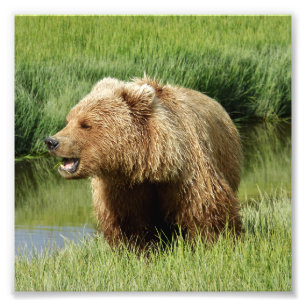 6x6 Satin foto van grizzly beer Afdruk