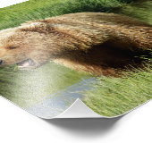 6x6 Satin foto van grizzly beer Afdruk (Hoek)
