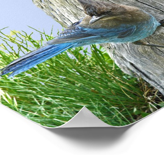 6x6 Value Poster Paper (Matte) met stellaire jay (Hoek)