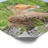 6x6 Value Poster Paper (Matte) met vos (Hoek)