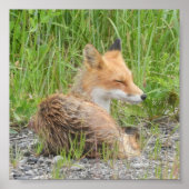 6x6 Value Poster Paper (Matte) met vos (Voorkant)