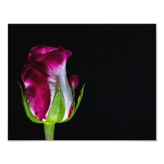 7019-Red Tipped White Rose Foto Afdruk (Voorkant)