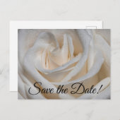 7127 - Witte roos met dauw Briefkaart (Voorkant / Achterkant)