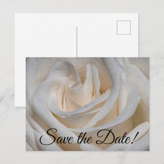 7127 - Witte roos met dauw Briefkaart (Voorkant / Achterkant)