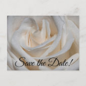 7127 - Witte roos met dauw Briefkaart (Voorkant)