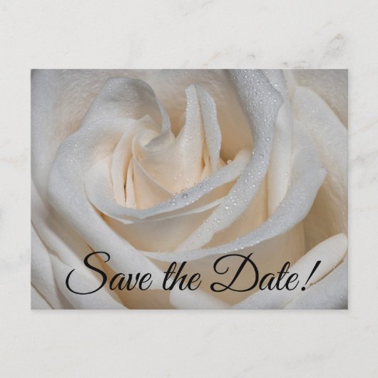 7127 - Witte roos met dauw Briefkaart (Voorkant)