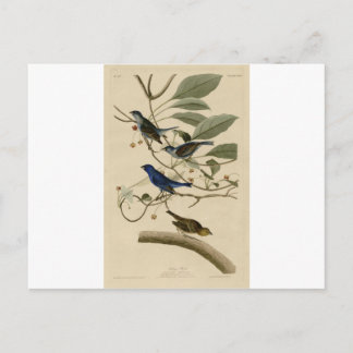 74_Indigo_Bird.jpg Briefkaart