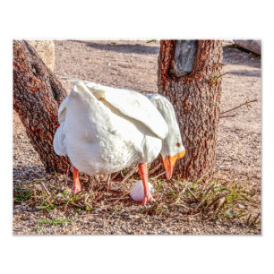 7928 - Witte gans die over het ei staat Foto Afdruk