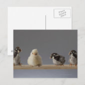 7 Baby kippen op een baard Briefkaart (Voorkant / Achterkant)