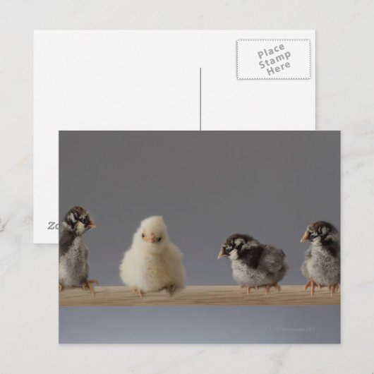 7 Baby kippen op een baard Briefkaart (Voorkant / Achterkant)