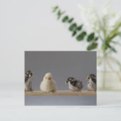 7 Baby kippen op een baard Briefkaart (Staand voorkant)