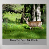 7 Black Tail Deer, Black Tail Deer Mt. Diablo, Poster (Voorkant)