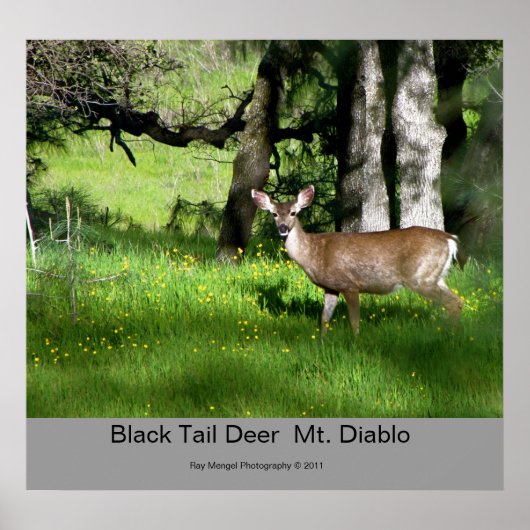 7 Black Tail Deer, Black Tail Deer Mt. Diablo, Poster (Voorkant)