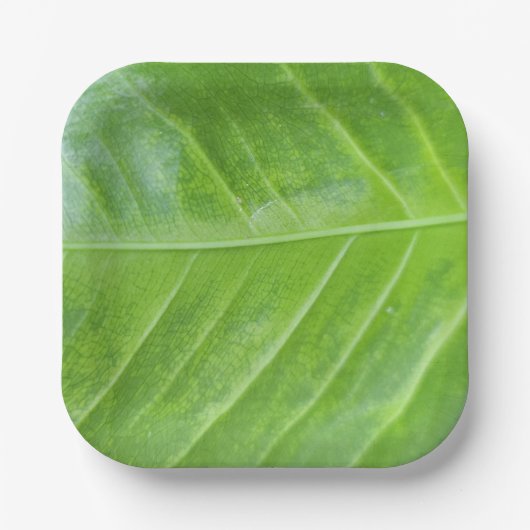 7-inch vierkante papieren Bord met betoverend groe (Voorkant)