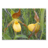 7 x 5 Foto afdrukken (Voorkant)