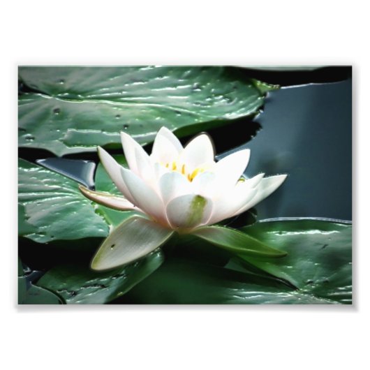 7 x 5 fotoafdrukken foto afdruk (Voorkant)