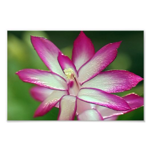 7 x 5 inch, Kodak Professional-fotopapier (Satin) Foto Afdruk (Voorkant)