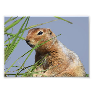 7x5 Kodak Professional-fotopapier (Satin) Foto Afdruk