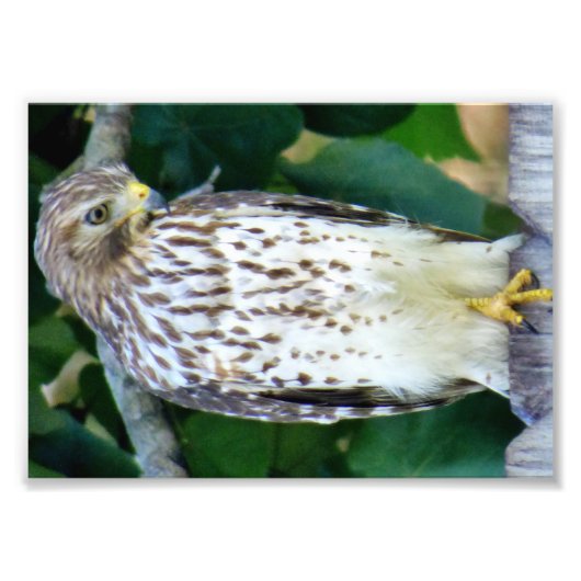 7x5 Kodak Professional-fotopapier (Satin) Foto Afdruk (Voorkant)