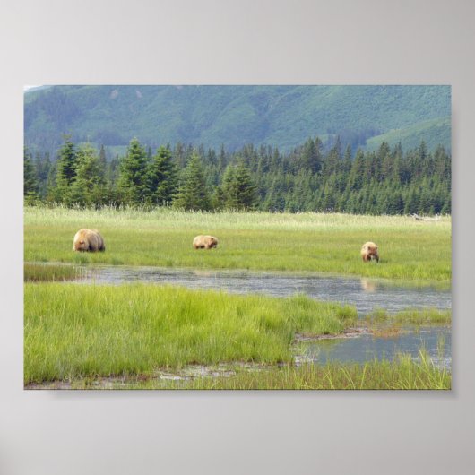 7x5 Poster (Matte) met grizzly beer & cubs (Voorkant)