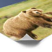 7x5 Poster (Matte) met grizzly beer & cubs (Hoek)