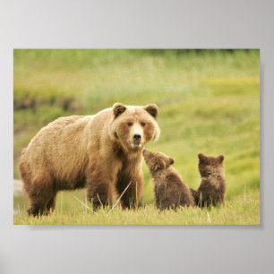 7x5 Poster (Matte) met grizzly beer & cubs
