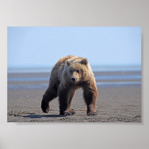 7x5 Poster papier (Matte) van grizzly beer cub
