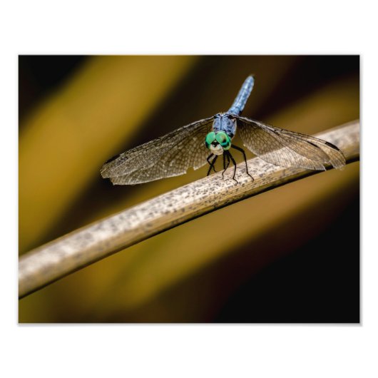 8379-2-Blue Dragonfly Foto Afdruk (Voorkant)