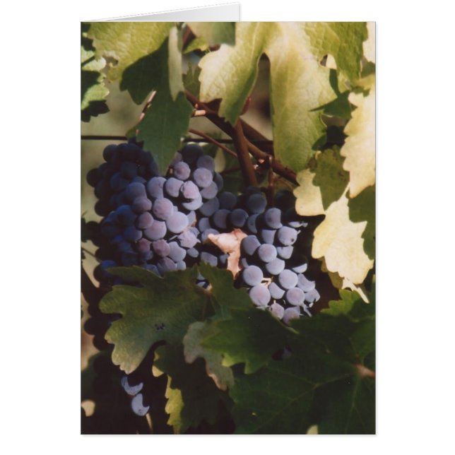 85. Sunlit Grapes, Sonoma County, CA (Voorkant)