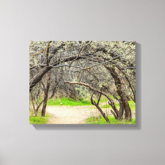 8602-Craggy bomen met wandelpad Canvas Afdruk (Voorkant)