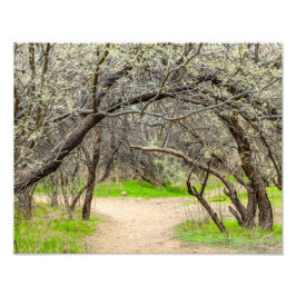 8602-Craggy bomen met wandelpad Foto Afdruk