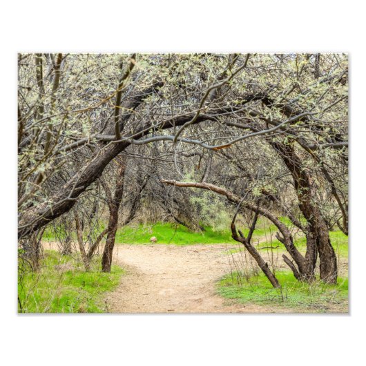 8602-Craggy bomen met wandelpad Foto Afdruk (Voorkant)