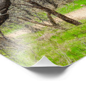 8602-Craggy bomen met wandelpad Foto Afdruk (Hoek)