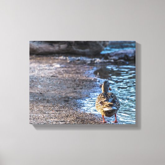 8801-Vrouw Mallard Duck Walking on Shore Canvas Afdruk (Voorkant)