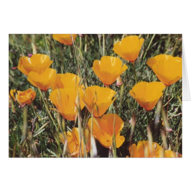 89. California Poppies (Voorkant Horizontaal)
