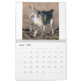 8 2016 Silken Windhounds in Action Calendar Kalender (Mar 2027)