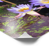 8,5 "x11" waterlelies foto afdruk (Hoek)