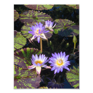 8,5 "x11" waterlelies foto afdruk