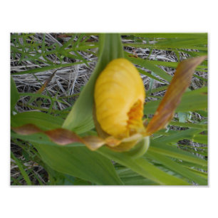 8,5x11 Foto afdrukken