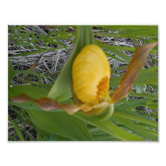 8,5x11 Foto afdrukken (Voorkant)