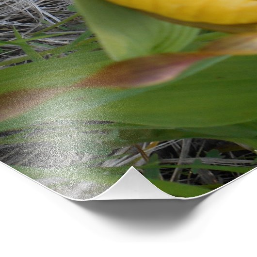 8,5x11 Foto afdrukken (Hoek)