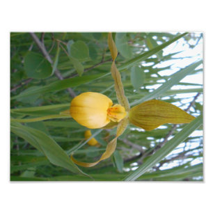 8,5x11 Foto afdrukken