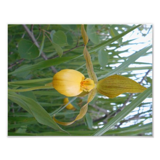 8,5x11 Foto afdrukken (Voorkant)