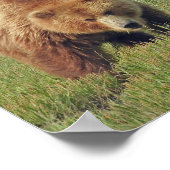 8,5x11 Poster papier (Matte) met grizzly beer (Hoek)