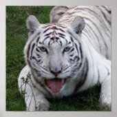 8,5x8.5 Poster/afdrukSjabloon Poster (Voorkant)