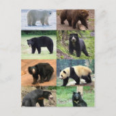 8 Beren van de wereld Briefkaart (Voorkant)
