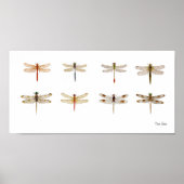 8 Dragonfly-soorten Poster (Voorkant)